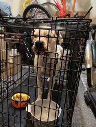 Reunited Female Dog last seen Beach Blvd and Adams St, Huntington Beach, CA 92648
