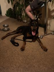 Found/Stray Male Dog last seen Gelsons in Los Feliz , Los Angeles, CA 90027