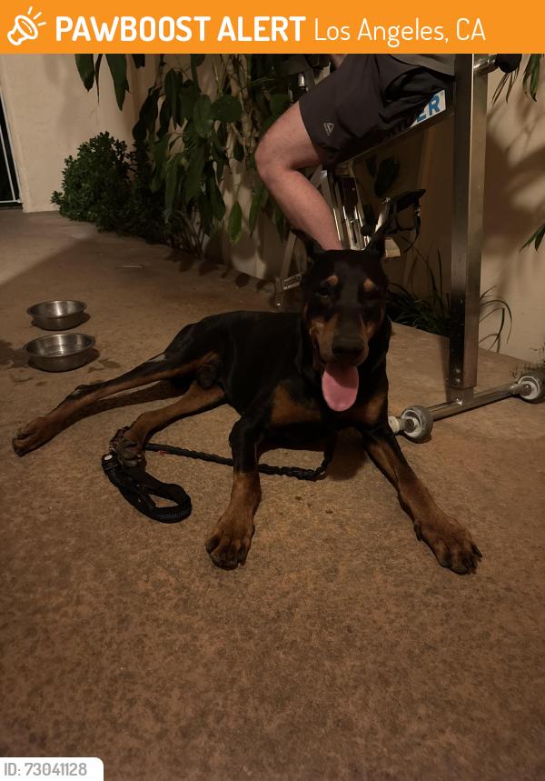 Found/Stray Male Dog last seen Gelsons in Los Feliz , Los Angeles, CA 90027