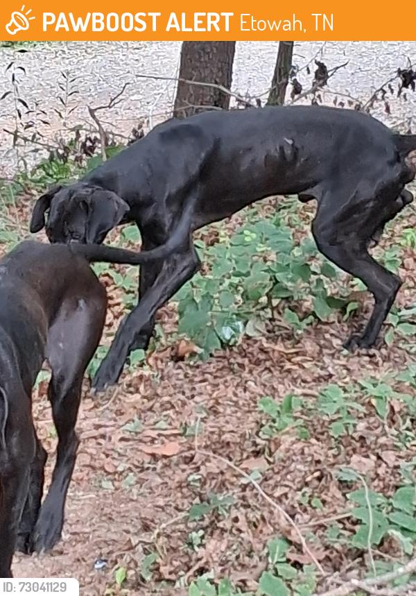 Found/Stray Unknown Dog last seen Virginia avenue , Etowah Tennessee 37331, Etowah, TN 37331