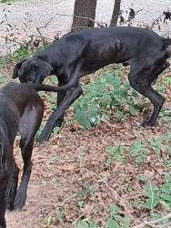 Found/Stray Unknown Dog last seen Virginia avenue , Etowah Tennessee 37331, Etowah, TN 37331