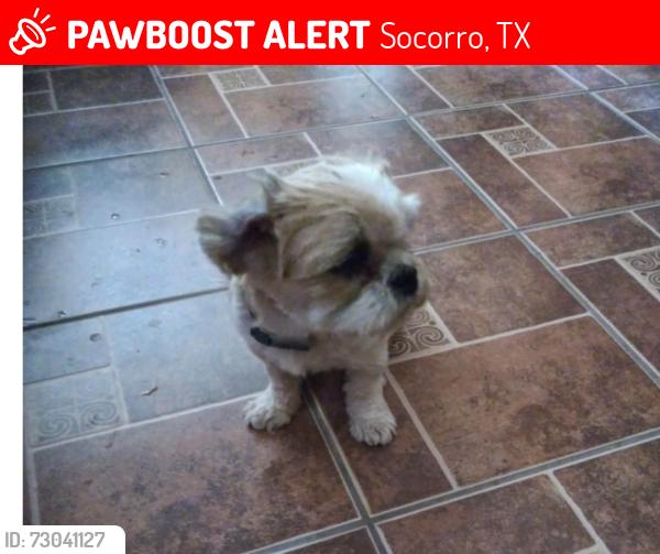 Lost Female Dog last seen Alameda en Socorro, Socorro, TX 79927