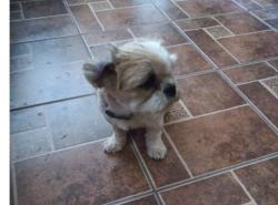 Lost Female Dog last seen Alameda en Socorro, Socorro, TX 79927