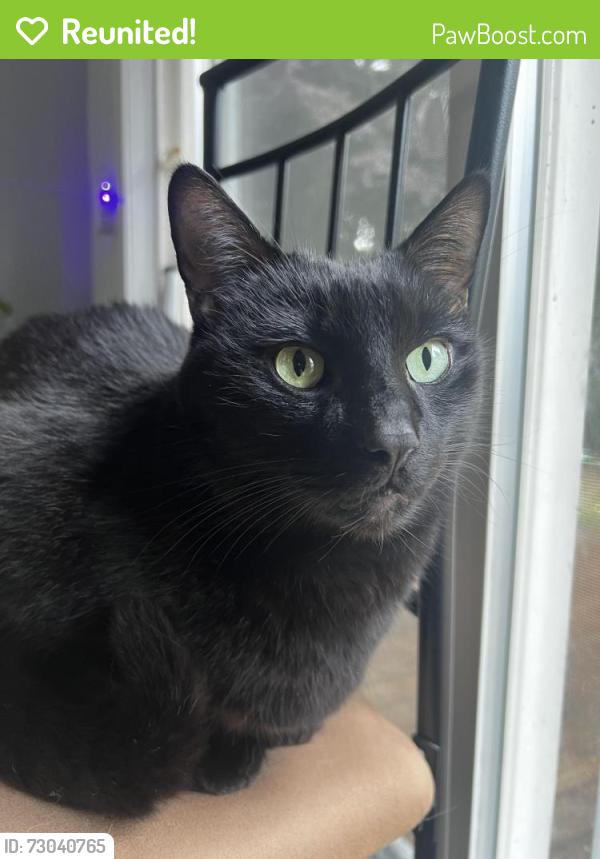 Reunited Male Cat last seen N 130th St and 1st Ave NE, Seattle, WA 98133