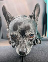 Reunited Female Dog last seen Near E Village Rd, Long Beach, CA 90808, Long Beach, CA 90808