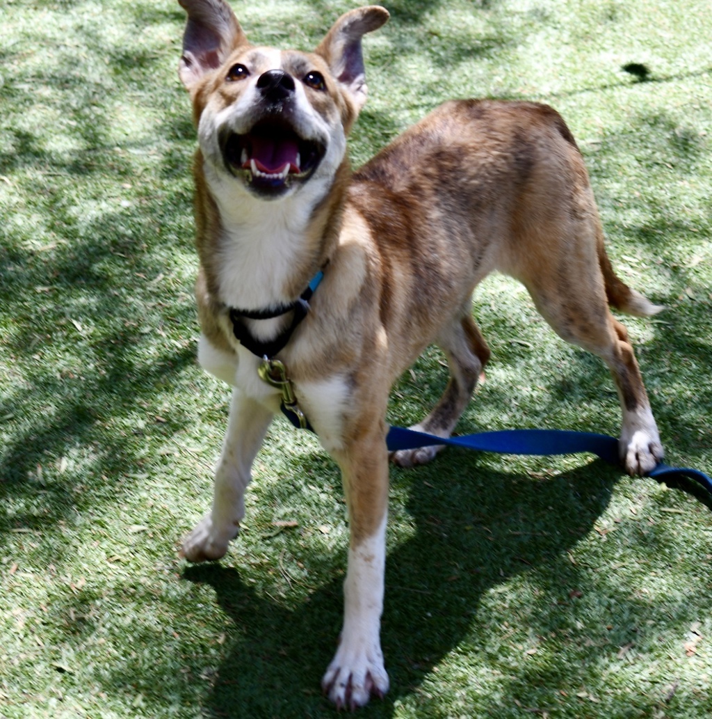 Shelter Stray Female Dog last seen Near Portofino Drive, Del Mar, CA, 92014, 5500 Gaines St, San Diego, CA 92110, USA