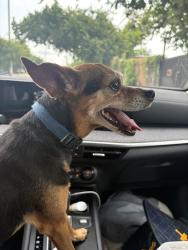 Found/Stray Female Dog last seen Lucas Dr and Sylvester, Dallas, TX 75219