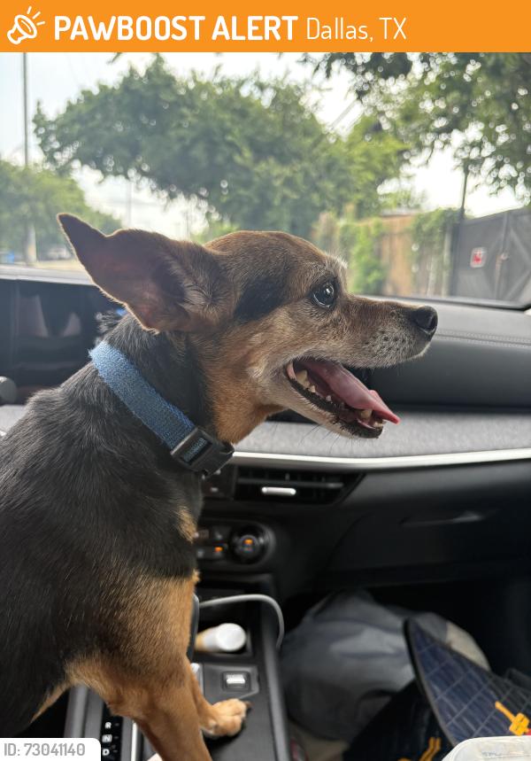 Found/Stray Female Dog last seen Lucas Dr and Sylvester, Dallas, TX 75219