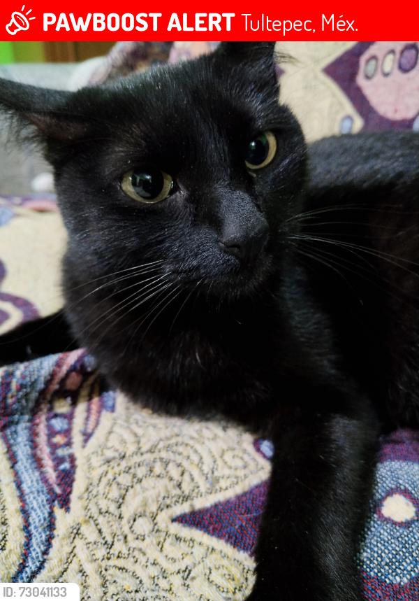 Lost Female Cat last seen Hermenegildo Galeana e Ignacio Ramírez , Tultepec, Méx. 