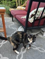 Found/Stray Female Cat last seen 95th and Mary, Seattle, WA 98115