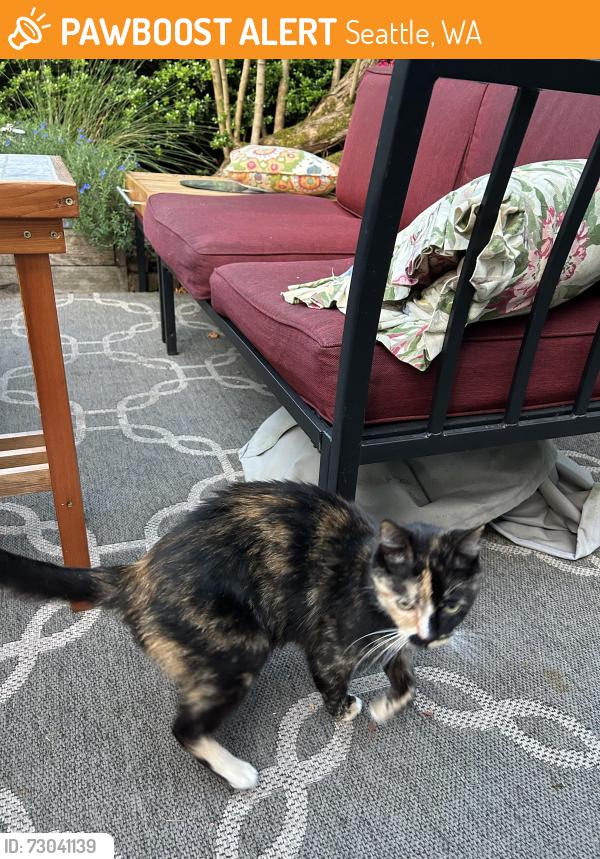 Found/Stray Female Cat last seen 95th and Mary, Seattle, WA 98115