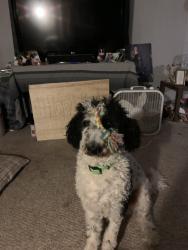 Lost Male Dog last seen Springhill elementary, Alexander, AR 72002
