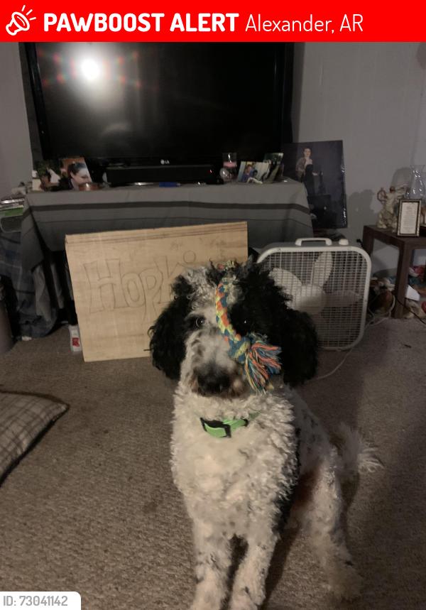 Lost Male Dog last seen Springhill elementary, Alexander, AR 72002