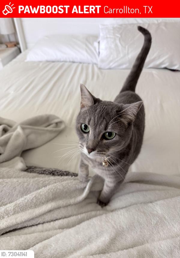 Lost Female Cat last seen McCoy Rd and Trinity Mills , Carrollton, TX 75006