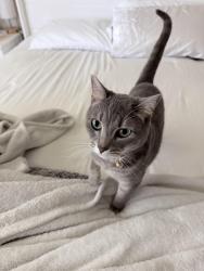 Lost Female Cat last seen McCoy Rd and Trinity Mills , Carrollton, TX 75006