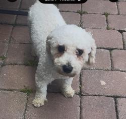 Lost Male Dog last seen Finding Frankie, Seminole County, FL 32701