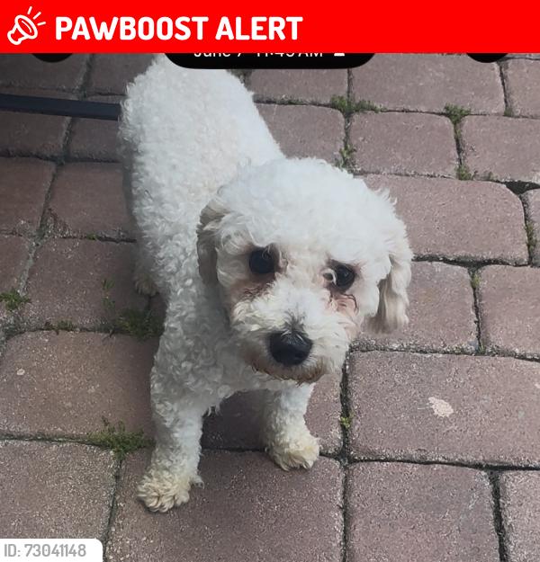 Lost Male Dog last seen Finding Frankie, Seminole County, FL 32701