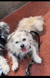 Lost Female Dog last seen Broadway & santa Fe, Huntington Park, CA 90255