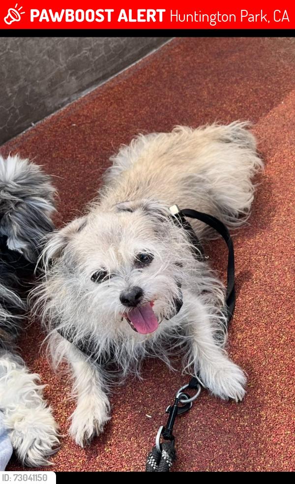 Lost Female Dog last seen Broadway & santa Fe, Huntington Park, CA 90255