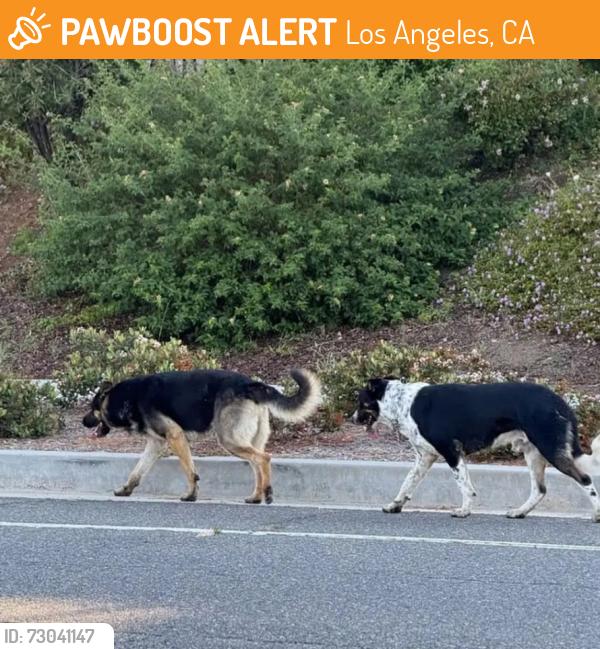 Found/Stray Male Dog last seen Sesnon blvd and porterranch drive, Los Angeles, CA 91326