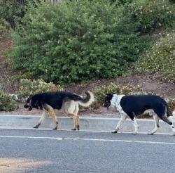 Found/Stray Male Dog last seen Sesnon blvd and porterranch drive, Los Angeles, CA 91326