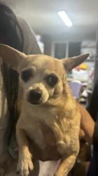 Reunited Female Dog last seen Airport, Freedom, CA 95019