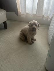 Lost Male Dog last seen Near se. 120th pl, Portland, OR 97266