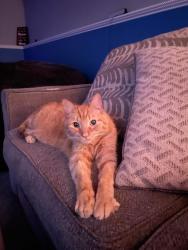 Lost Male Cat last seen 76th ave and 163rd pl , Tinley Park, IL 60477