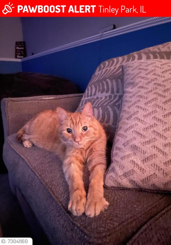 Lost Male Cat last seen 76th ave and 163rd pl , Tinley Park, IL 60477