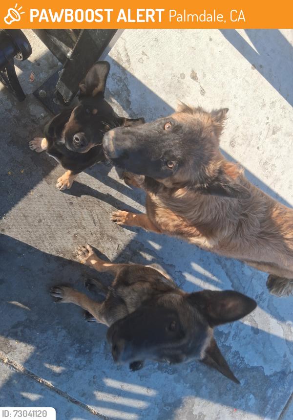 Found/Stray Unknown Dog last seen bus stop near oso meat market, Palmdale, CA 93591