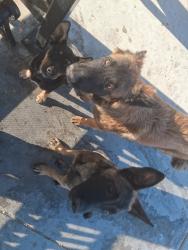 Found/Stray Unknown Dog last seen bus stop near oso meat market, Palmdale, CA 93591
