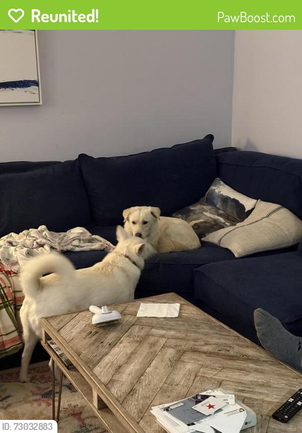 Reunited Female Dog last seen Sheffield & Oxford, Encinitas, CA 92007