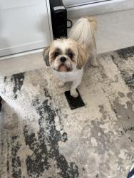 Lost Male Dog last seen Courtney drive waldorf MD, Bennsville, MD 20603