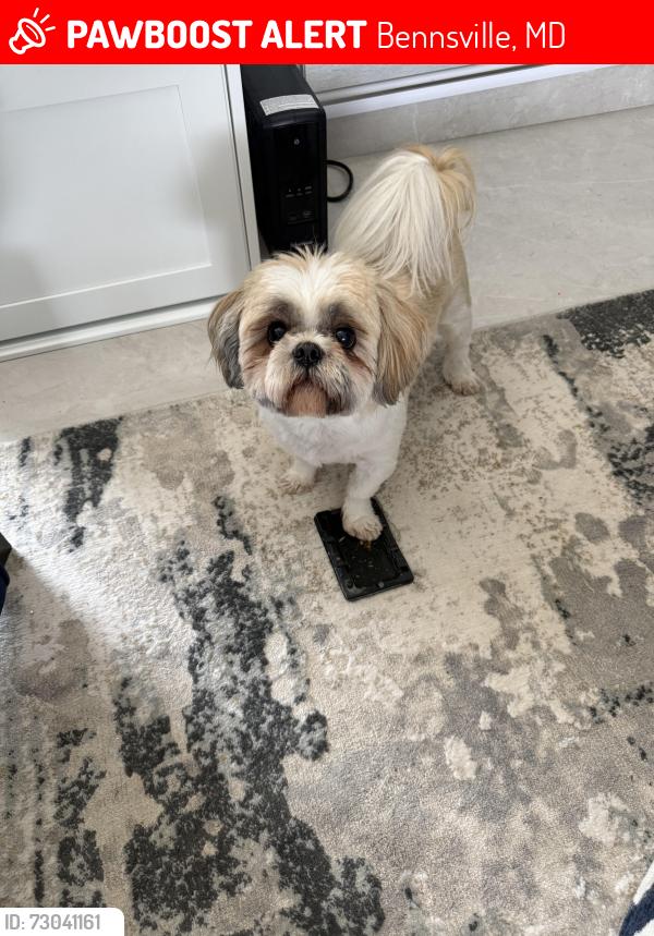 Lost Male Dog last seen Courtney drive waldorf MD, Bennsville, MD 20603