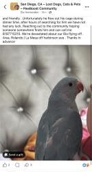 Lost Male Bird last seen Harbinson ave / El Cajon blvd , La Mesa, CA 91941