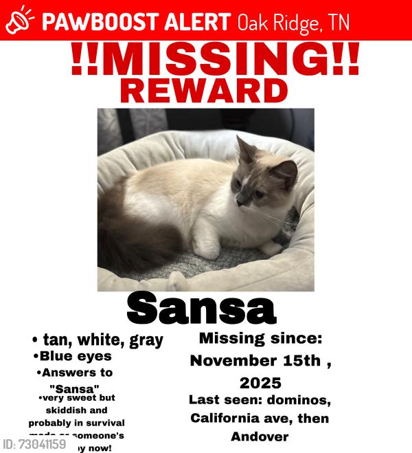 Lost Female Cat last seen Last seen in Dominos parking lot, Oak Ridge, TN 37830