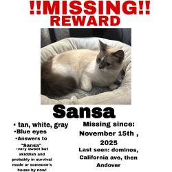 Lost Female Cat last seen Last seen in Dominos parking lot, Oak Ridge, TN 37830