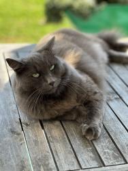 Lost Female Cat last seen Near Shelly Dr. , Huntington Beach, CA 92647