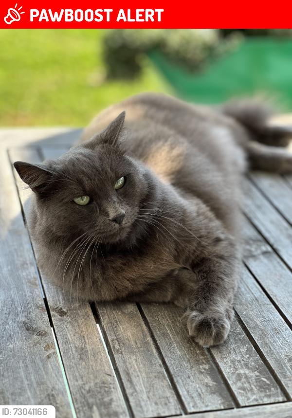 Lost Female Cat last seen Near Shelly Dr. , Huntington Beach, CA 92647
