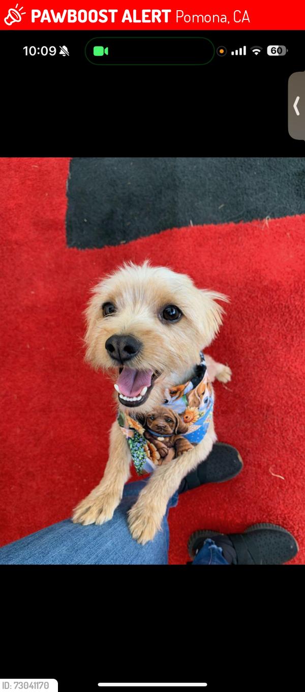 Lost Male Dog last seen Cannery Row, Pomona, Pomona, CA 91766