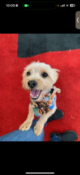 Lost Male Dog last seen Cannery Row, Pomona, Pomona, CA 91766
