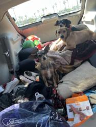 Lost Male Dog last seen State rd airport dr, Bakersfield, CA 93308