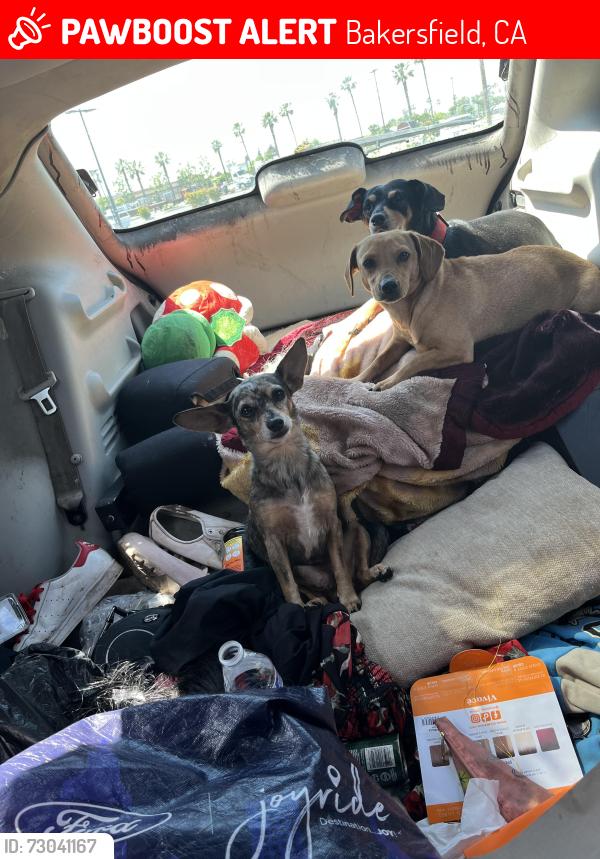 Lost Male Dog last seen State rd airport dr, Bakersfield, CA 93308