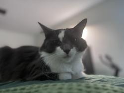 Lost Male Cat last seen Saybrook Dr & Sherri Dr, Macedonia OH, Macedonia, OH 44056