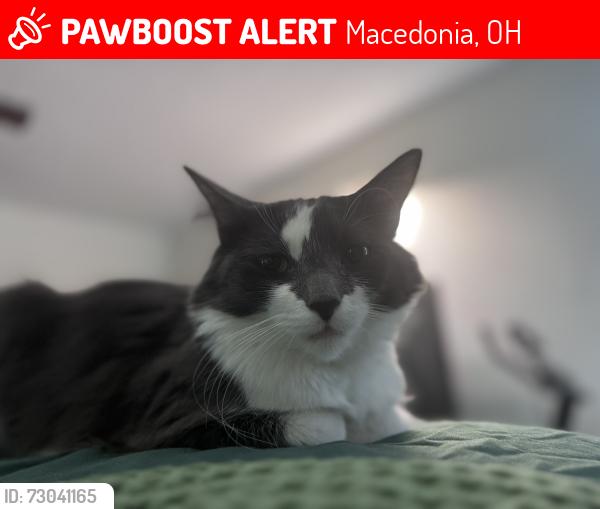 Lost Male Cat last seen Saybrook Dr & Sherri Dr, Macedonia OH, Macedonia, OH 44056