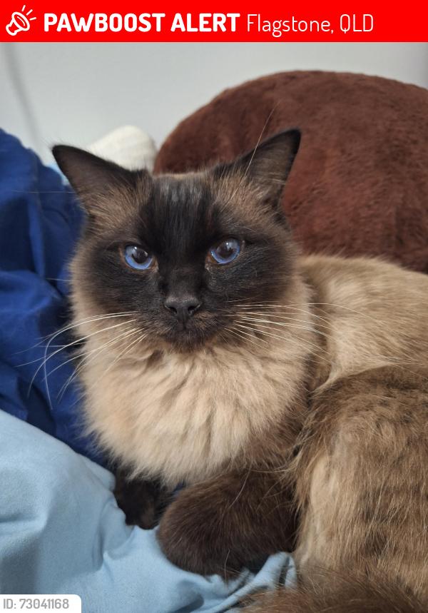 Lost Male Cat last seen Sunset Circuit, flagstone, Flagstone, QLD 4280