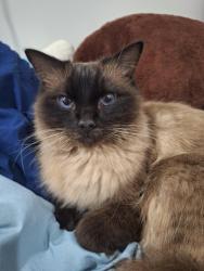 Lost Male Cat last seen Sunset Circuit, flagstone, Flagstone, QLD 4280