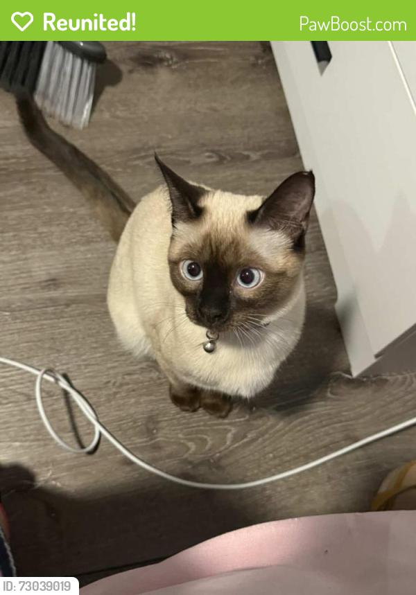 Reunited Female Cat last seen Near Havana st, Aurora, CO 80010