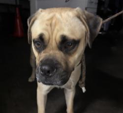 Shelter Stray Male Dog last seen , 1850 W 60th St, Los Angeles, CA 90047, USA