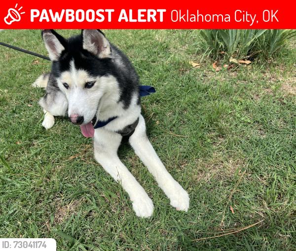 Lost Male Dog last seen Mayfair West, Oklahoma City, OK 73112